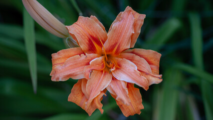 close-up of an orange daylily flower