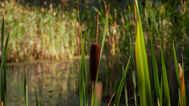 A serene wetland scene featuring a cattail plant surrounded by green reeds and grasses. The calm water in the background reflects the natural beauty of the plants