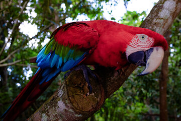 A arara-vermelha é uma ave psittaciforme da família Psittacidae. É conhecida também como arara-verde e arara-vermelha-grande. Não é considerada como sendo ameaçada.