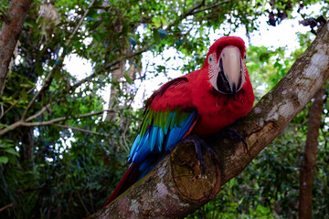 A arara-vermelha é uma ave psittaciforme da família Psittacidae. É conhecida também como arara-verde e arara-vermelha-grande. Não é considerada como sendo ameaçada.