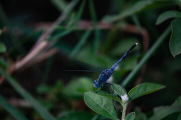 dragonfly on a leaf