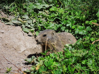 Marmot in the grass in austrian alps