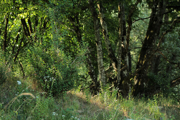 Fototapeta premium Forest Light