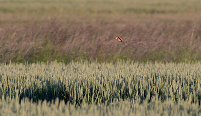 Obraz na płótnie Canvas a small bird over a farmer's wheat field.