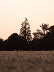 silhouette of trees in the early morning.