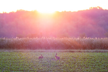 hare in the early morning on a farmer's field.
