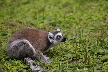 座って見上げるワオキツネザル