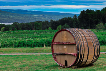 Fototapeta premium wine barrels in a vineyard
