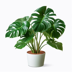 Monstera, white potted plants on white background.