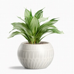 White potted plants on white background