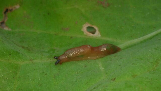 Close-up of a slug. Gastropod mollusc. Snail parasitizes or leafy cabbage