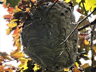 A huge active and beautiful wasp nest.