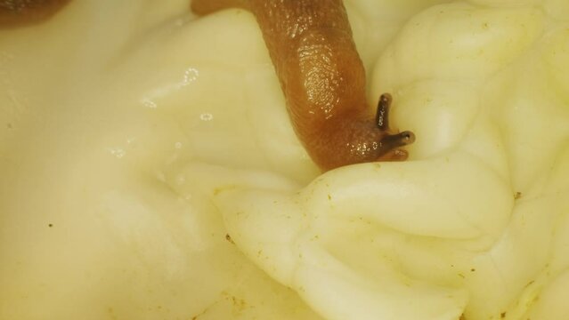 Close-up of a slug. Gastropod mollusc. Snail parasitizes or leafy cabbage