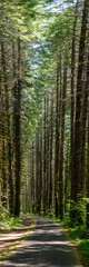 Pano of tall pine trees along trail