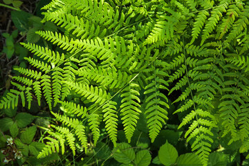 Naklejka na ściany i meble Green fern leaves in forest, closeup