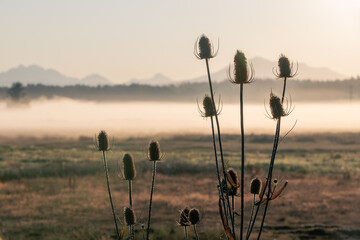 Cattails  silhouetted in the morning sun