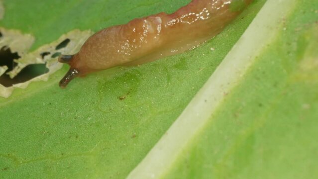 Close-up of a slug. Gastropod mollusc. Snail parasitizes or leafy cabbage