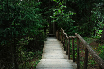View of wooden walkway in green forest