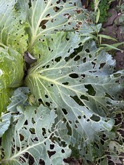Cabbage damaged by slugs. Damaged cabbage from pests in the garden