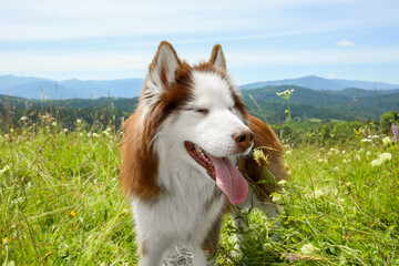 Cute Husky dog in meadow on summer day