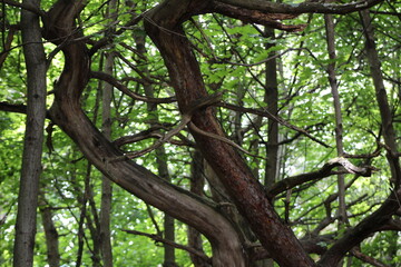 Creepy and twisted dead tree in the forest