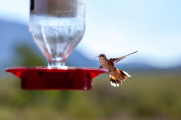 Hummingbird at Feeder