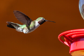 Fototapeta premium Hummingbird at Feeder