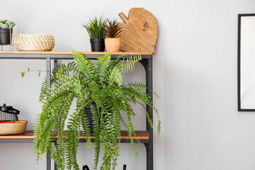 Different home decor and houseplants on shelving unit in living room