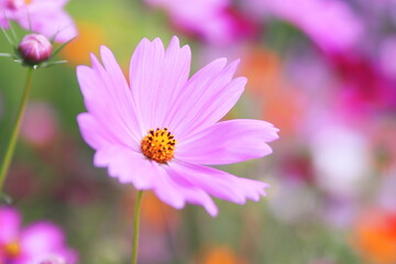 カラフルな背景とピンクのコスモス