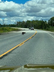 Bear cub crossing the highway © joe