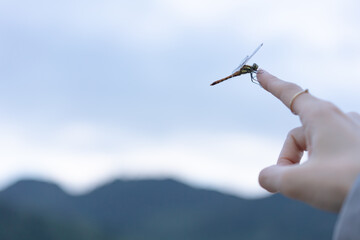 手に乗ったトンボ © Peak River