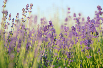 Beautiful blooming lavender growing in field, closeup