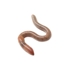 Obraz premium One earthworm isolated on white. Terrestrial invertebrates