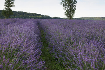 Blooming lavender growing in field under beautiful sky