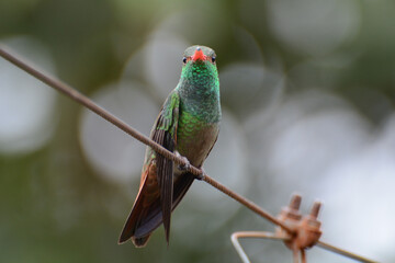 Rufous-tailed Hummingbird (Amazilia tzacatl) emerald iridescent hummingbird perches on a wire in the tropical Andes Mountains of Colombia, South America, during an ecotourism travel birdwatching tour
