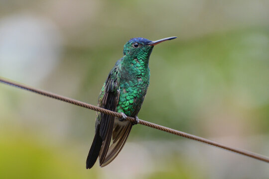 Indigo-capped Hummingbird (Saucerottia cyanifrons or Amazilia cyanifrons) green and blue hummingbird perches on a wire in the tropical Andes Mountains of Colombia, South America. Endemic species.