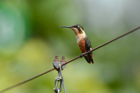 Gorgeted Woodstar (Chaetocercus heliodor) female hummingbird perches on a wire in the tropical Andes Mountains of Colombia, South America, during an ecotourism travel birdwatching expedition