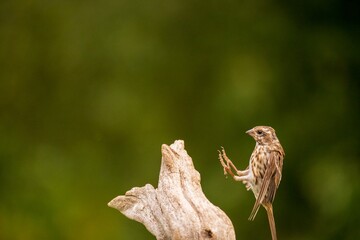 Purple Finch flying to a perch