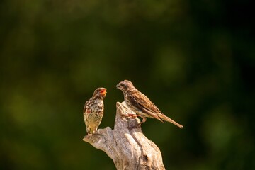 Purple finches together on perch