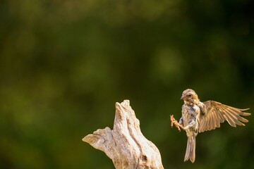 Purple Finch in flight to driftwood