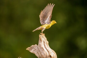 Goldfinch flying off perch