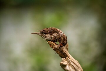 Purple Finch on wooden perch