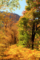 Tennessee forest in fall.