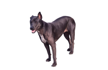 Fototapeta premium Black asian street dog isolated on white backgroundA black dog on the ground Black dog lying on the concrete floor.