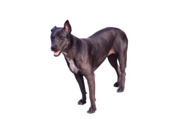 Black asian street dog isolated on white backgroundA black dog on the ground Black dog lying on the concrete floor.