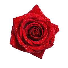 Red rose with water droplets on it, isolated on white background, aerial view