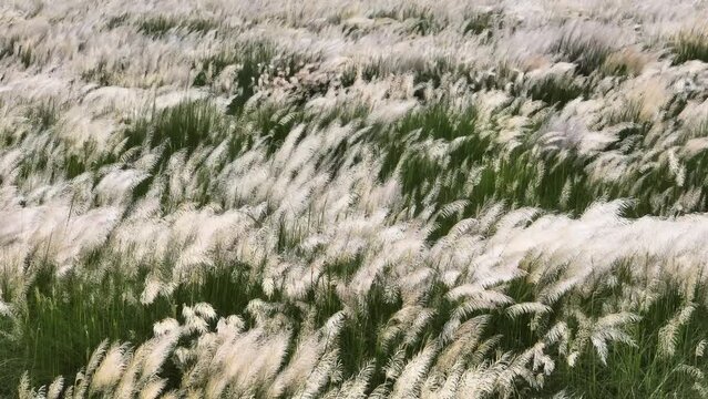 Kans grass flower blowing in the wind, White wild flower, Vast grassland