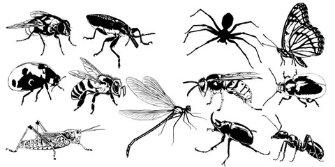 Insects and bugs vector set