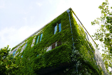 グリーンカーテン