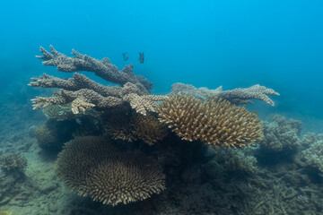 non healthy coral in the great barrier reef